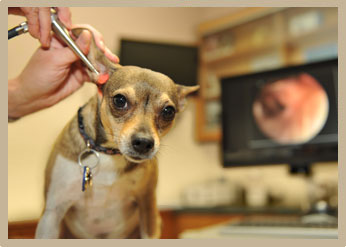 Chronic Ear Disease Treatment