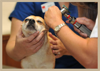 Otoscopic Ear Exams