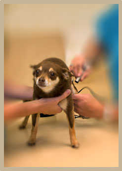 Laser Therapy