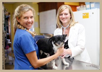 clarksville pet wellness exams